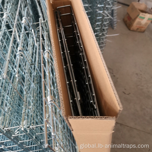 Humane Collapsible Dog/fox Trap Cage Trap Anti-rusty Reusable animal trap cage Factory